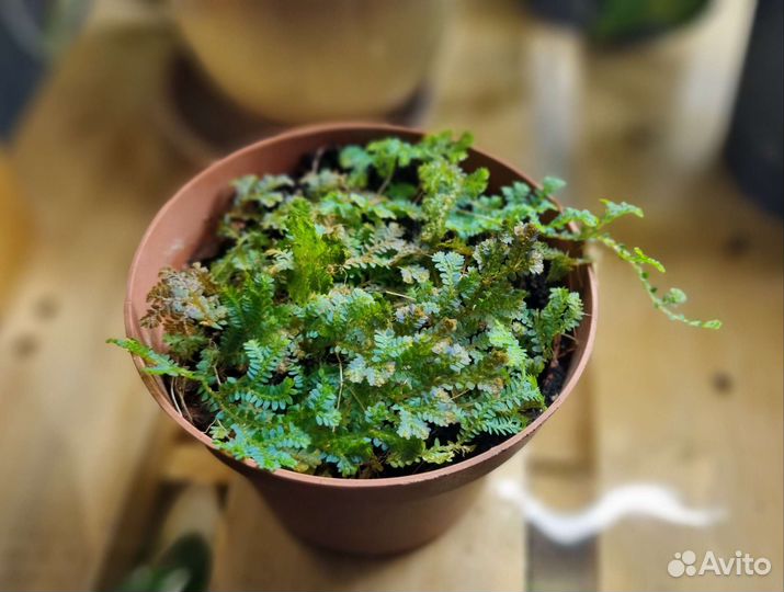 Селагинелла унцината Selaginella uncinata