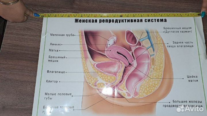 Плакат женская репродуктивная система