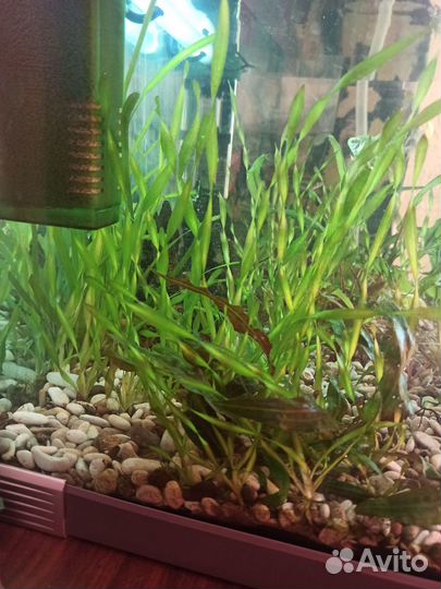 Улитки, валиснерия, криптокарина