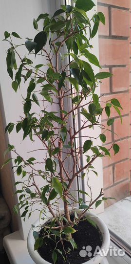 Бенджамина фикус