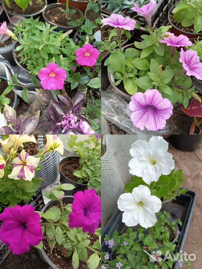 Рассада петунии