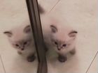 Котята, девочки породы Невская маскарадная объявление продам