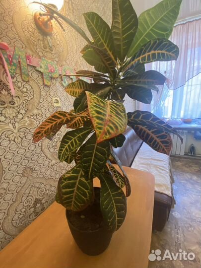 Кодиеум кротон