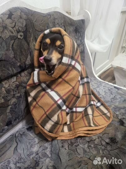 Зоогостиница Передержка животных Догситтер