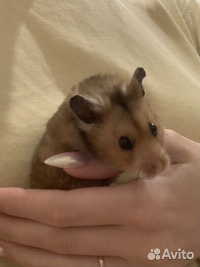 Сирийский хомяк малыш