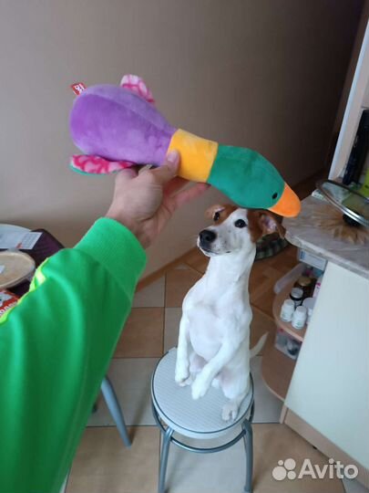 Вязка собаки 