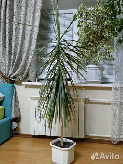 Драцена