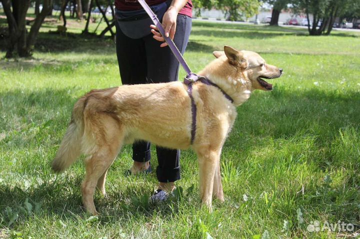 Собака в добрые руки отдам бесплатно