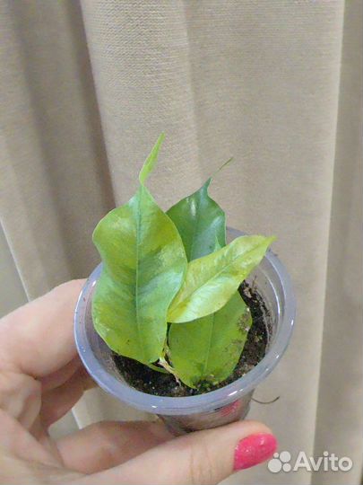 Фикусы разные сорта