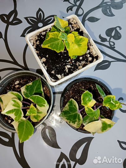 Плющ, педилантус вариегатный