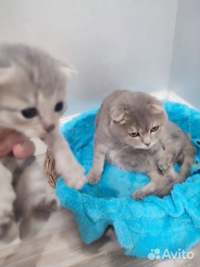 Котята от вислоухой кошечки