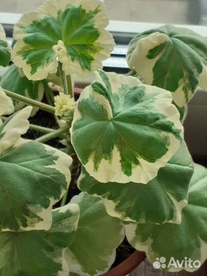 Герань пеларгония