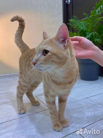 Рыжий кот