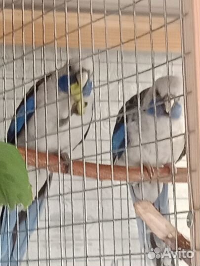 Розелла пинантная пара