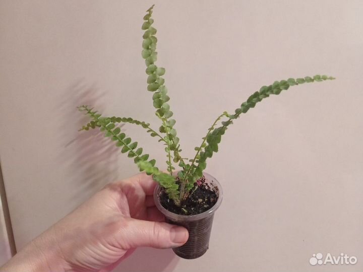 Комнатные цветы