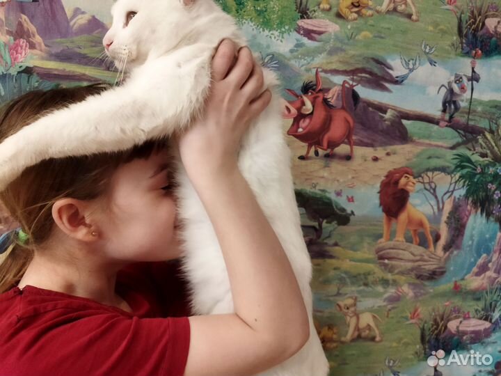 Кот для счастья