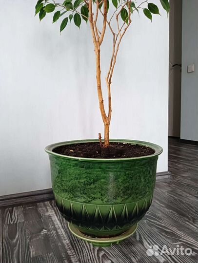 Фикусы бенджамина