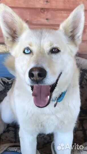 Собака из приюта ищет дом