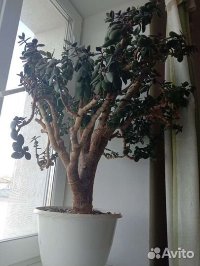 Денежное дерево. Толстянка