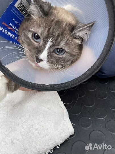 Кошки в добрые руки