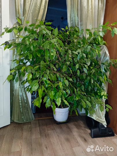 Комнатные цветы