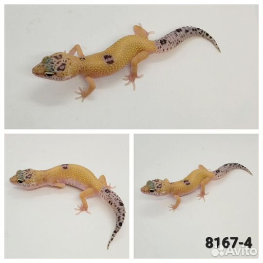 Леопардовый геккон эублефар
