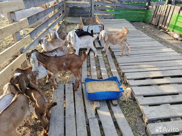 Козлята от дойных коз
