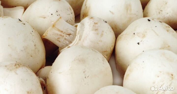 Мицелий (семена) шампиньона