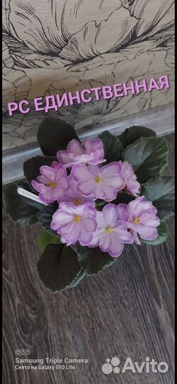 Сортовые фиалки