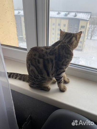 Бенгальский котенок мальчик