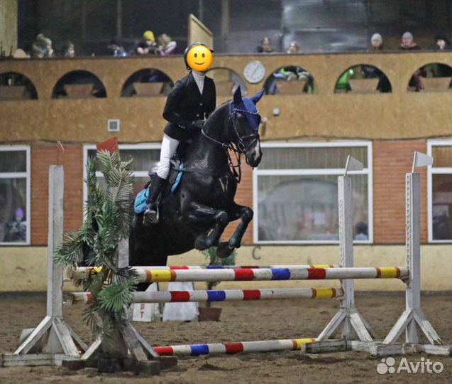 Спортивная лошадь