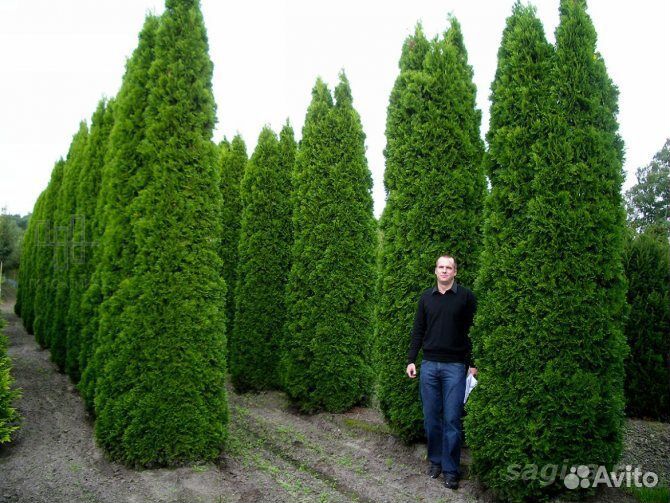 Туя свежая 2024