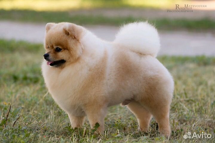 Шпиц. Кобель вязка, хорошая родословная