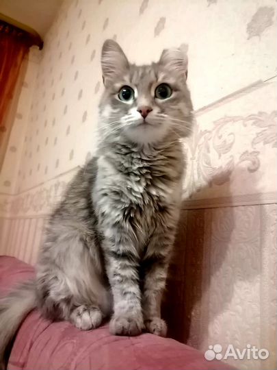 Молодая ласковая кошечка в добрые руки