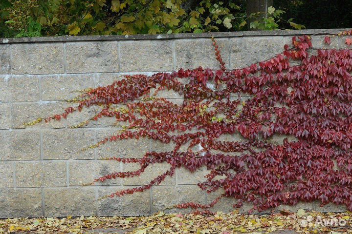 Фикус пумила, фуксия, виноград виччи