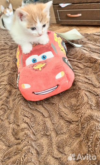 Домашние животные котята