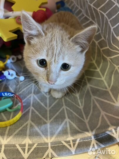 Кошка