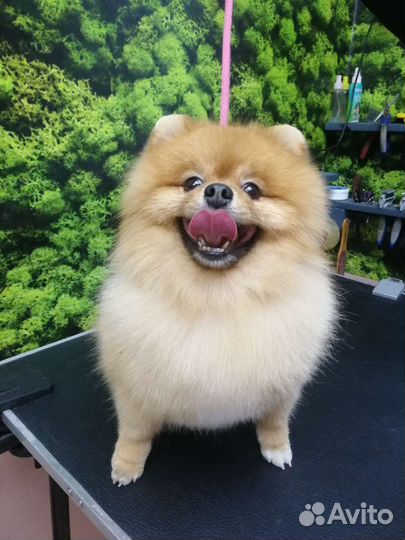 Грумер, стрижка собак