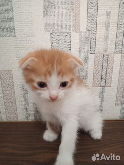 Кошка в дар