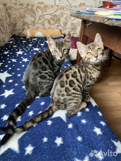 Бенгальский котик