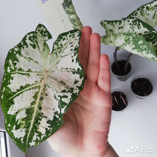Каладиум Bicolor (раскрывает листы)