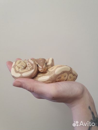 Передержка рептилий