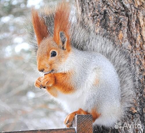 Омская область для школьников