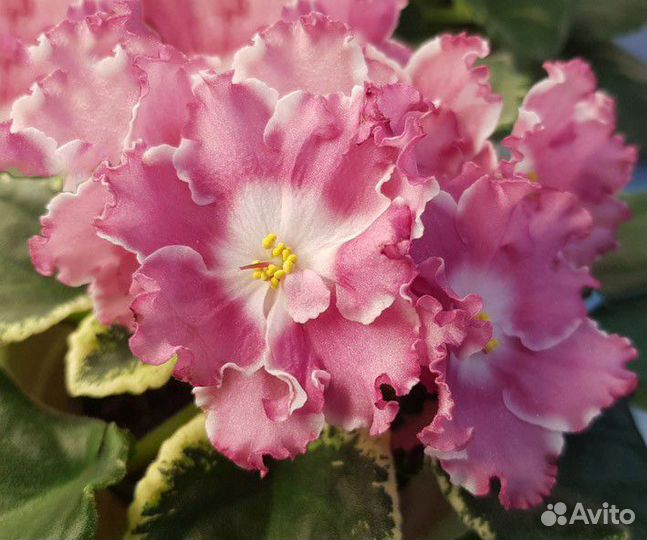 Сортовые фиалки