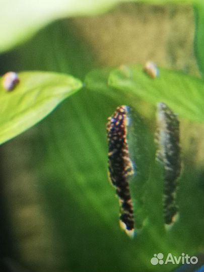 Ампулярии, гуппи, сомики анциструсы, креветки