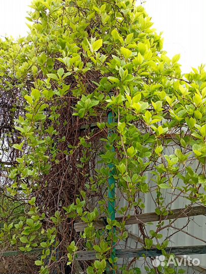 Саженцы лимонника, папоротника, ирисы, медуница