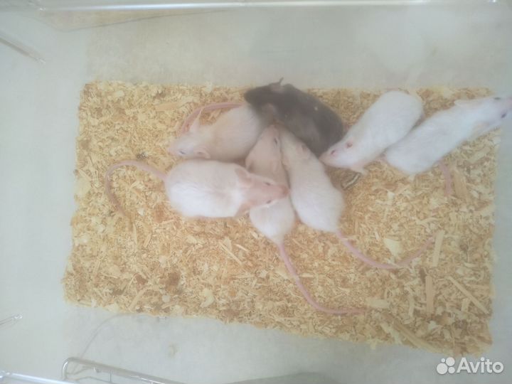 Сатиновые мышки