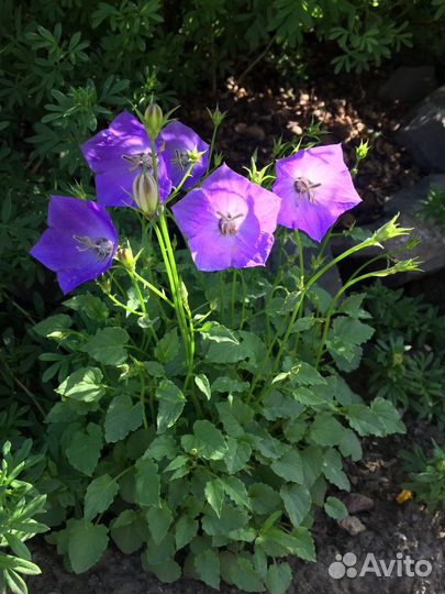 Колокольчики для сада,многолетние