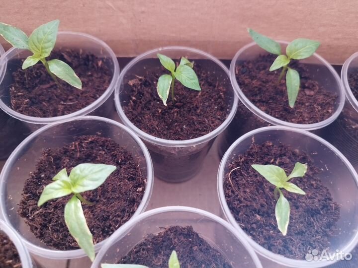 Рассада перец сладкий