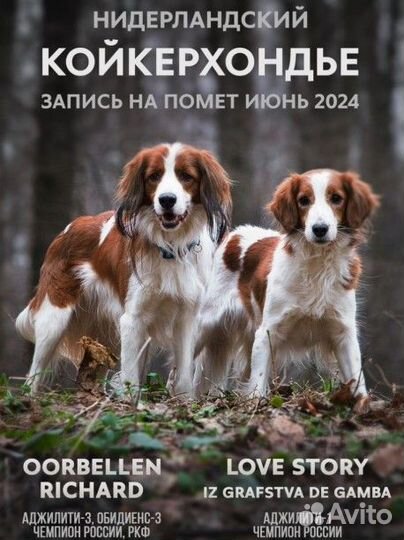 Щенки койкерхондье